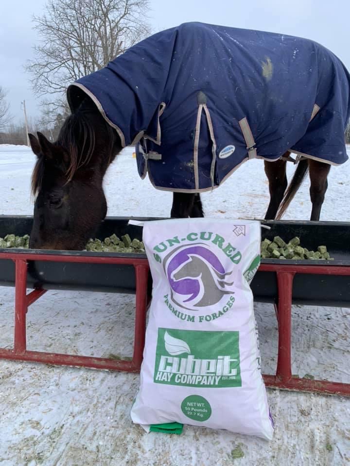 Horse eating CubeIt compressed hay cubes